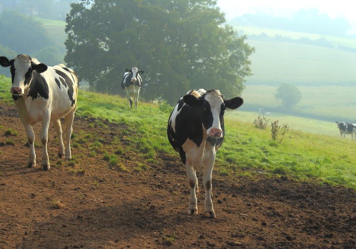 Herd of Holstein dairy cows graze on a farmland in Axe Valley, Devon