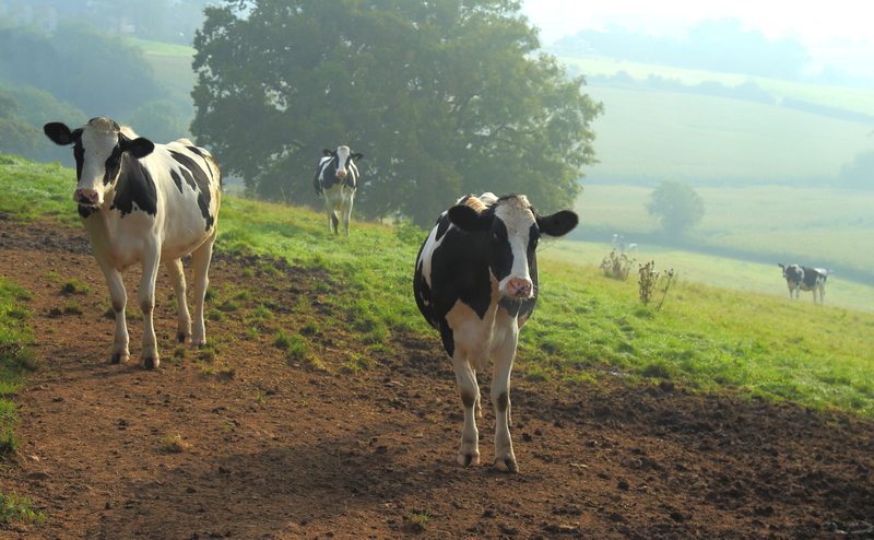 Herd of Holstein dairy cows graze on a farmland in Axe Valley, Devon Herd of Holstein dairy cows graze on a farmland in Axe Valley, Devon