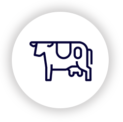 cow icon